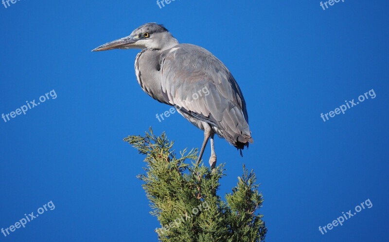 Nature Birds Heron Wader Perched