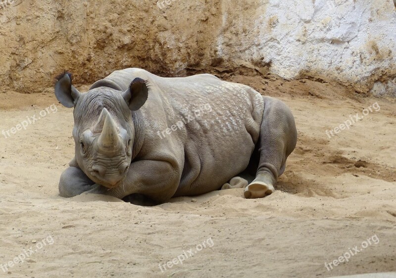 Zoo Magdeburg Makibo Magdeburg Saxony-anhalt Rhino