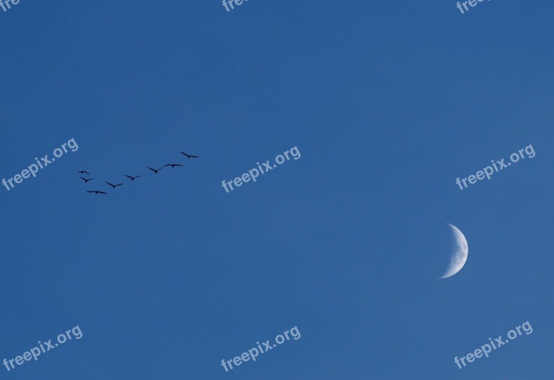 Moon Sky Birds Evening Key Birds