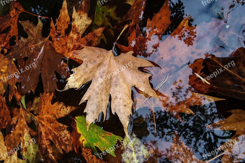 Leaf Yellow Autumn Nature Dry Leaves