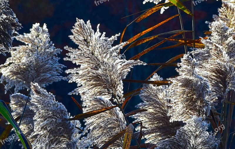 Reed Sunlight Nature Glow Sunshine