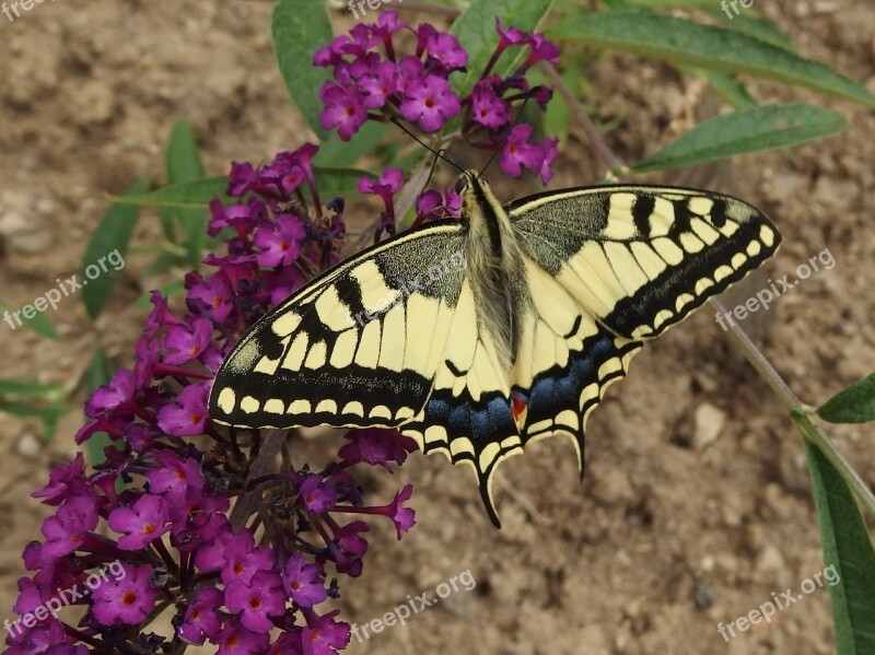 Swallowtail Butterfly Butterfly Wings Flying Insects Winged Insects