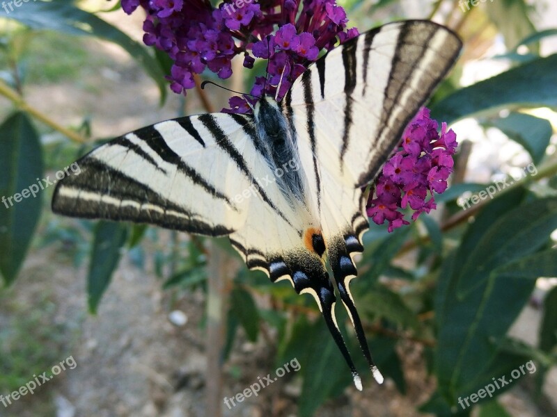 Swallowtail Fruit Butterfly Winged Insects Butterfly Wings Free Photos