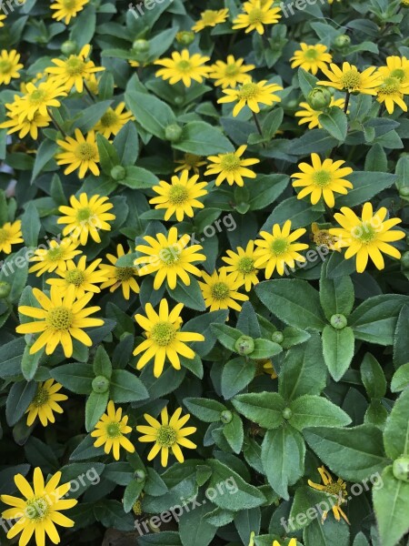 Flower Yellow Yellow Flower Plant Nature