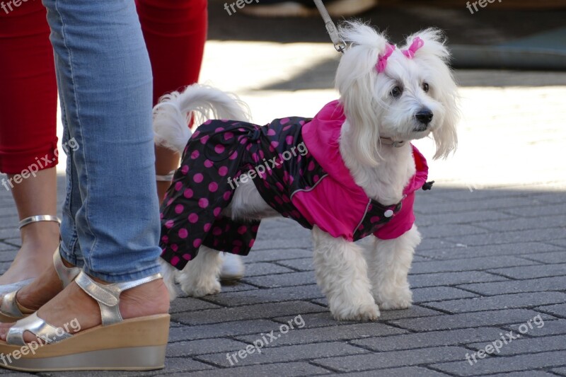 Dog Poodle Schoothond Dameshond Jacket