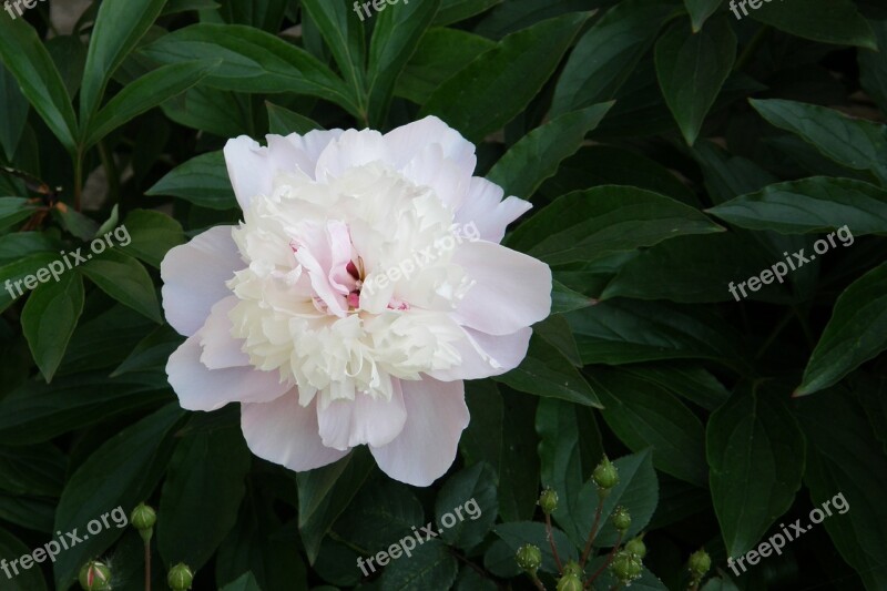 Peony Pink Double Flower Peony Bloom Free Photos