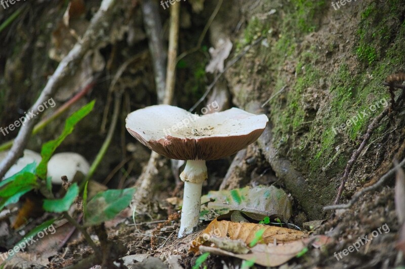 Coulemelle Parasol Wood Mushrooms Nature