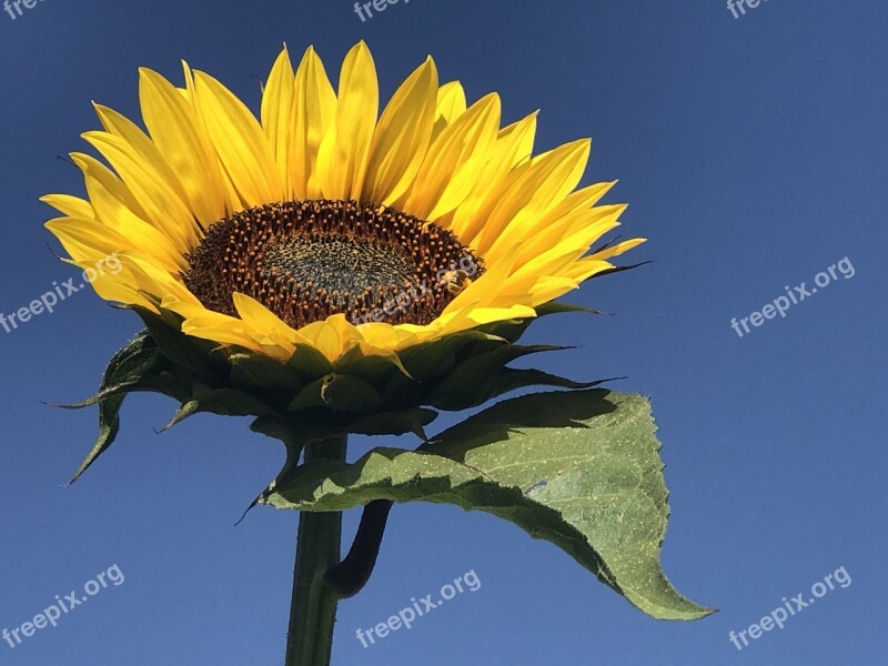 Sunflower Flower Sunflowers Flowers Nature