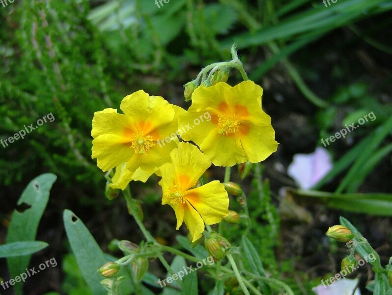 Yellow Flowers Flower Yellow Flower Summer Flowers Yellow Petals