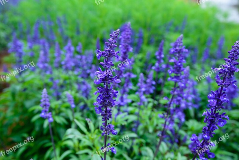 Lavender Natural United In Purple Flowers Beautiful Flowers