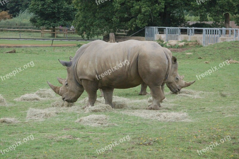 Rhino Rhinoceros Animal Safari Free Photos