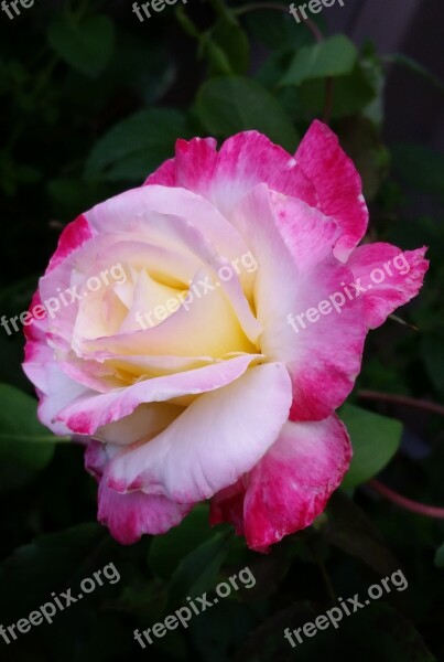 Double Delight Rose Perfumed Flower Free Photos