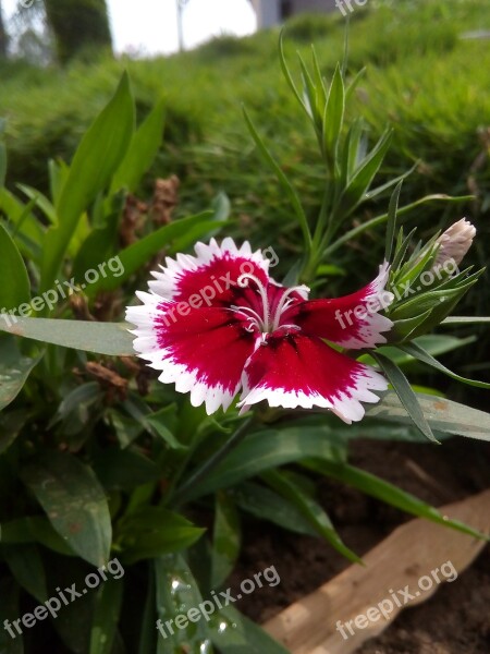 Best Hd Blur Red Flower