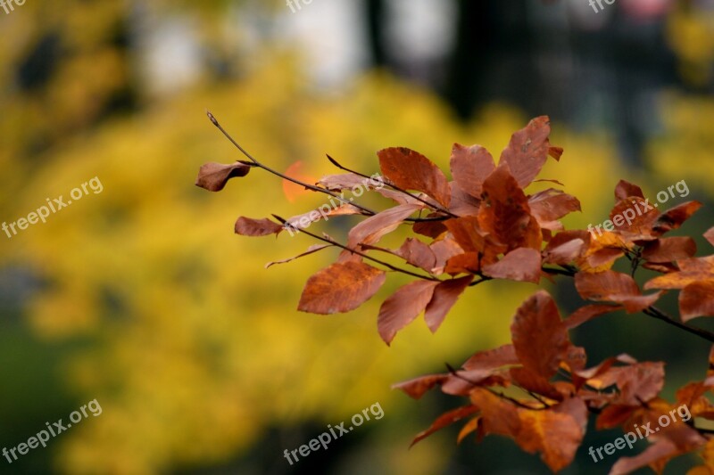 Autumn Park Tree Nature Autumn Gold