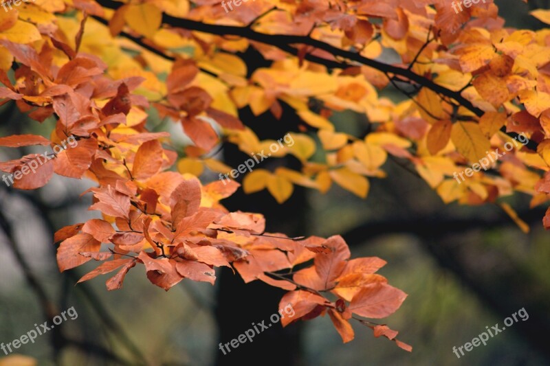 Autumn Park Tree Nature Autumn Gold