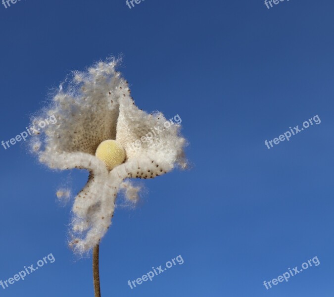 Blossom Bloom Sky Flower Aster