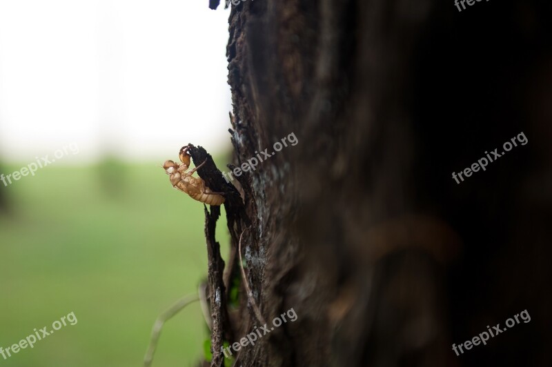 Cicada Chrysalis Wood Nature Insects