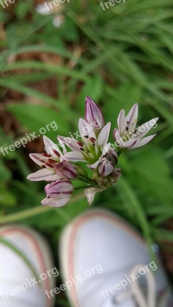 Flowers Tennis Green Free Photos