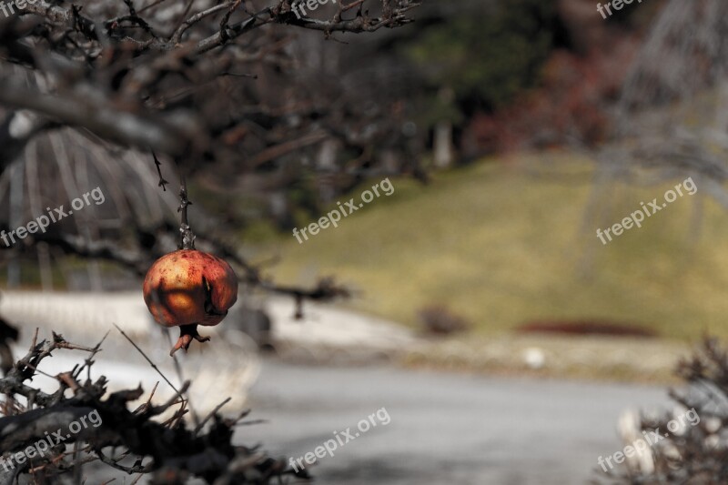 Winter Japan Tree Garden Branch