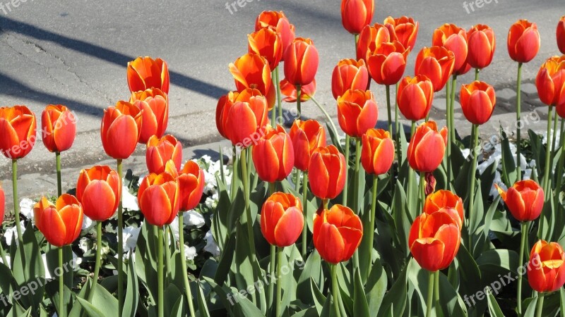 Tulips Tulip Bed Flower Bed Wels Free Photos