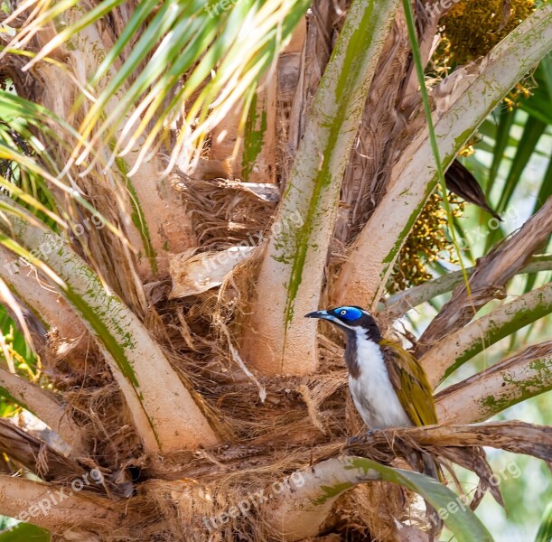 Bird Honey Eater Blue-faced Honeyeater Entomyzon Cyanotis Meliphagidae Townsville Region