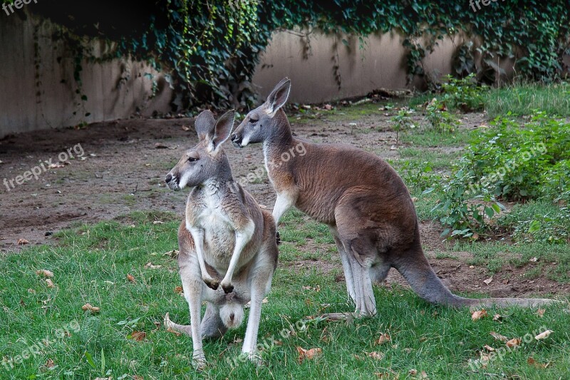 Kangaroo Marsupial Zoo Australia Mammal