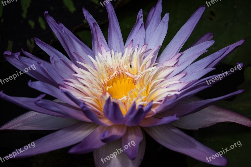 Water Lily Blossom Bloom Pond Plant Plant