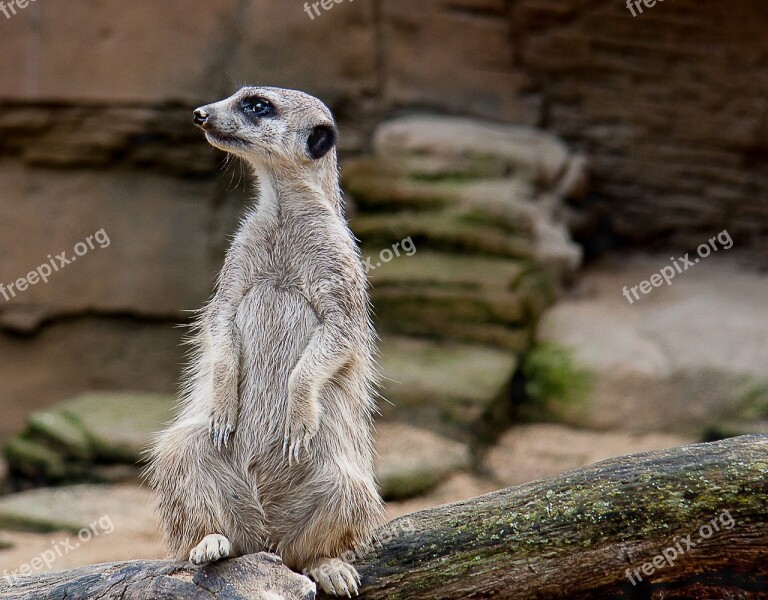 Meerkat Animal Zoo Guard Cute