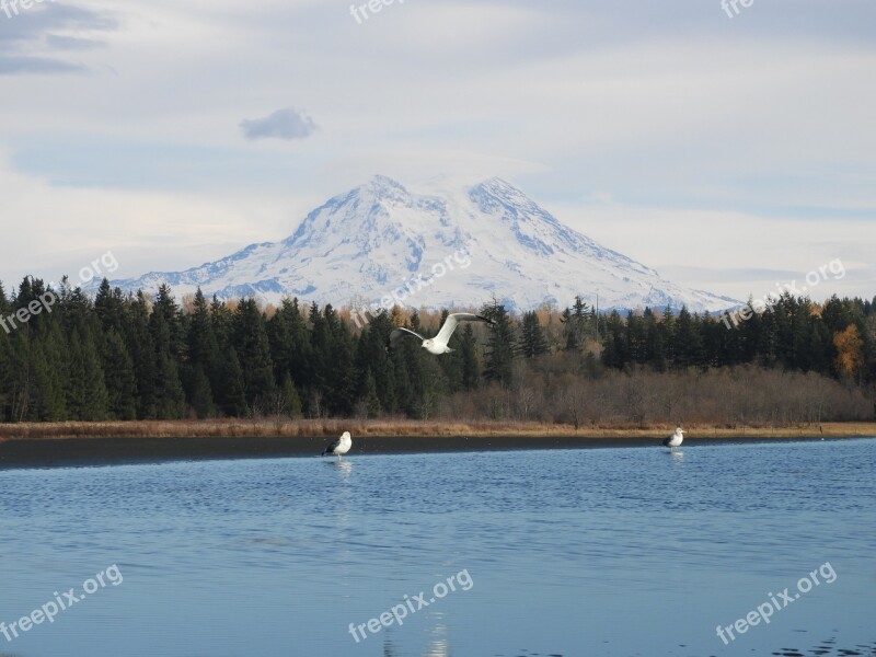 Mt Rainier Seagulls Scenic Nature Mountain