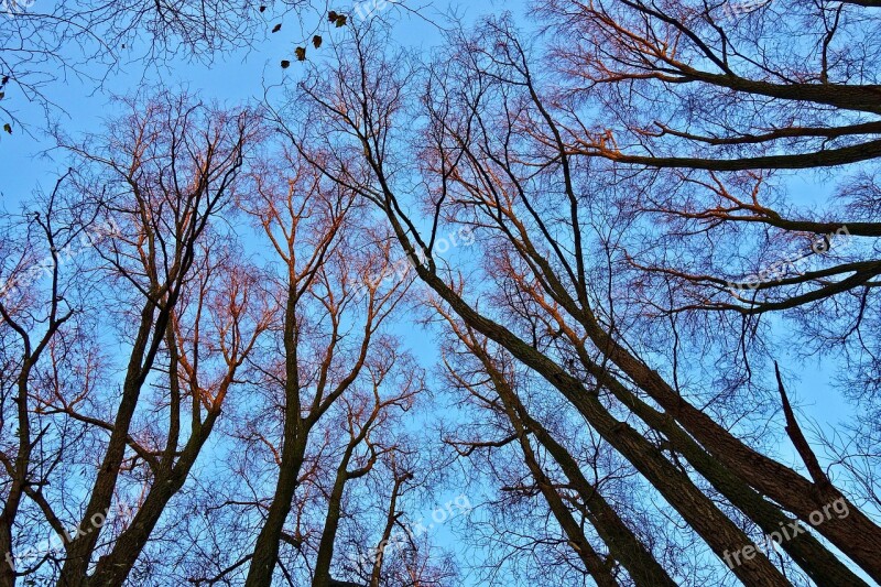 Tree Tops Tree Trunks Branches Bare Trees Winter Trees