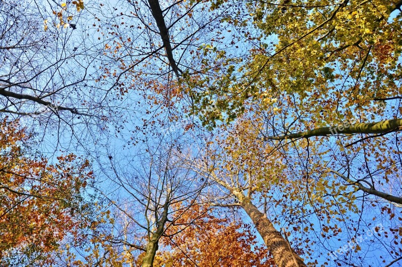 Tree Tops Trees Trunks Leaves Autumn Trees