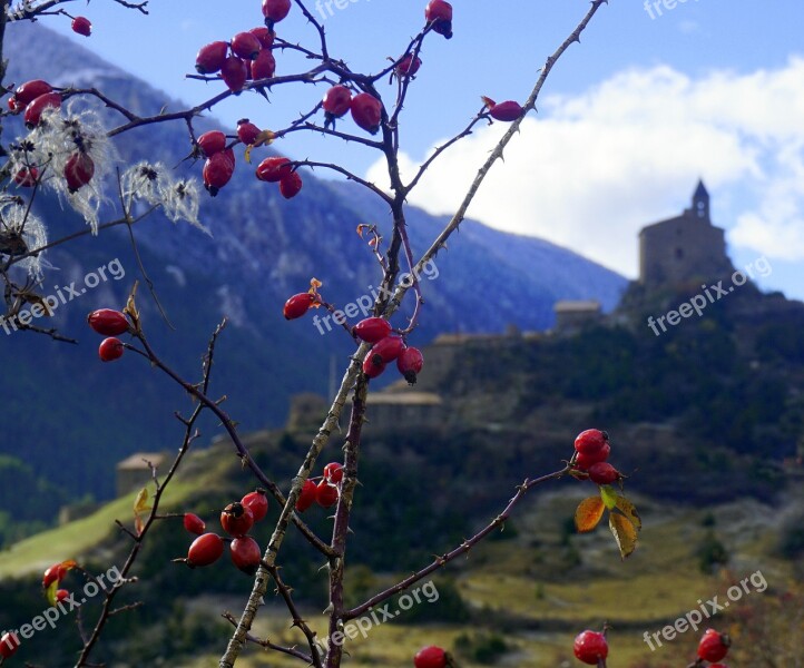 Berries Red Autumn Plants Leaves