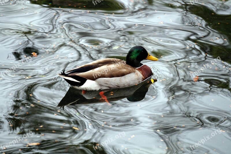 Duck Animal Nature Waterfowl Fauna