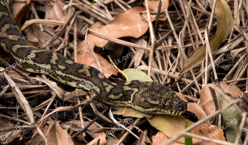 Carpet Python Snake Python Head Close-up