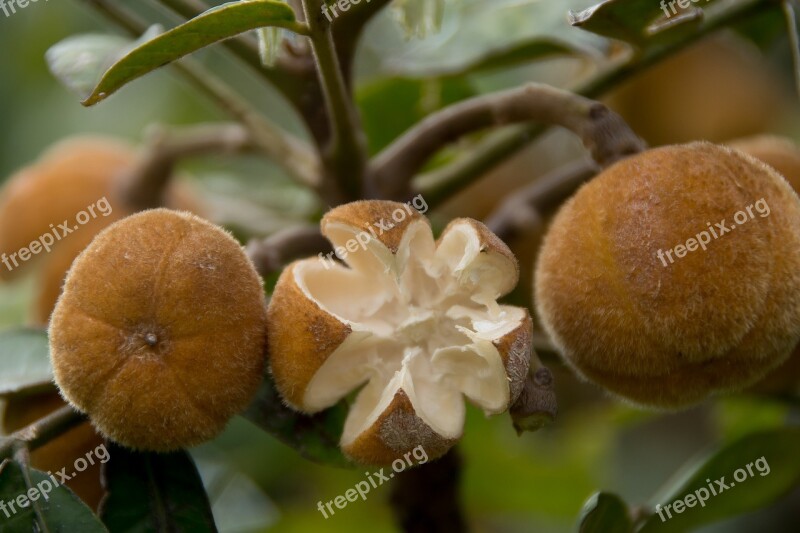 Hairy Rosewood Dysoxylum Rufum Tree Fruits Seeds