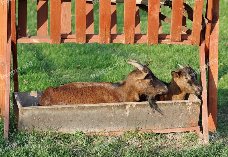 Goats Trough Funny Fun Animal