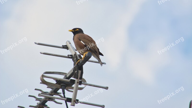 Bird Myna Fauna Australia Starling