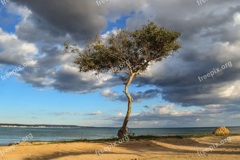 Cyprus Potamos Liopetri Tree Beach Sea