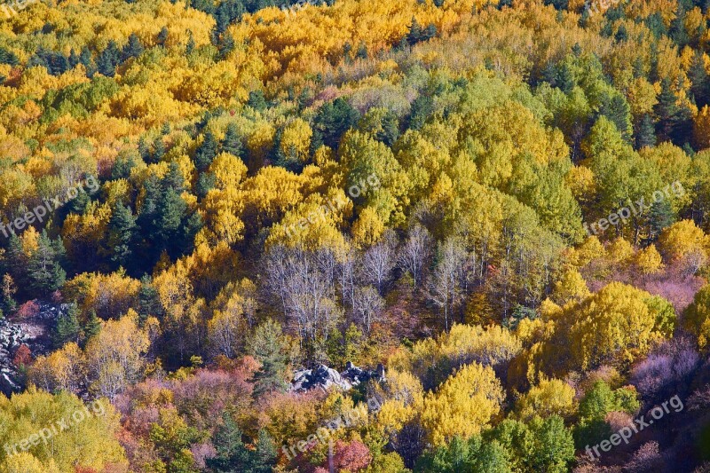 Autumn Forest Yellow Nature Beautiful