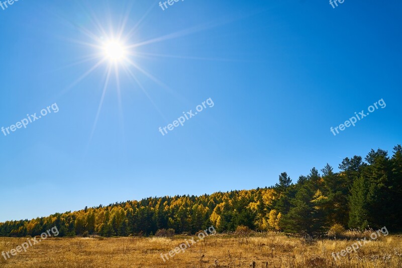 Autumn Forest Yellow Nature Beautiful