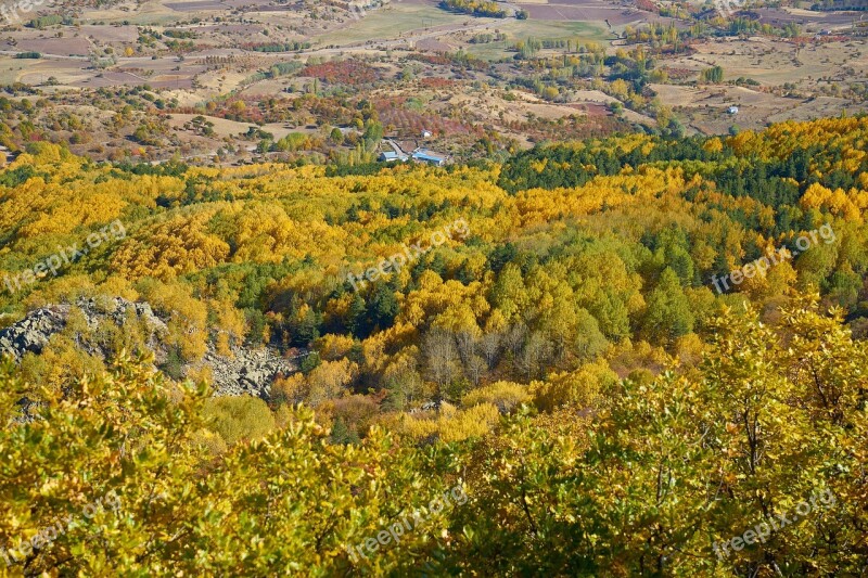 Autumn Forest Yellow Nature Beautiful