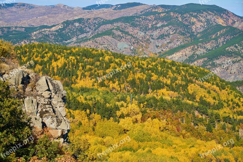 Autumn Forest Yellow Nature Beautiful