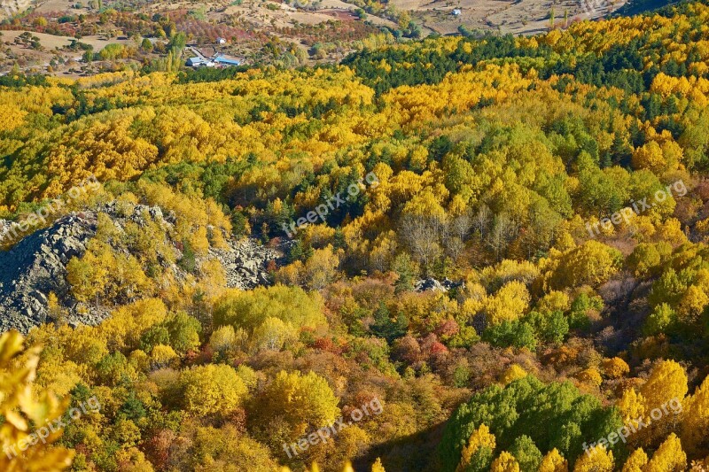 Autumn Forest Yellow Nature Beautiful