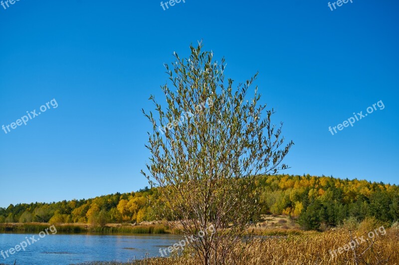 Autumn Forest Yellow Nature Beautiful