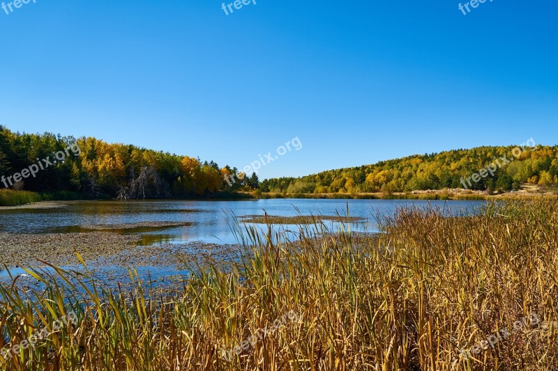 Autumn Forest Yellow Nature Beautiful