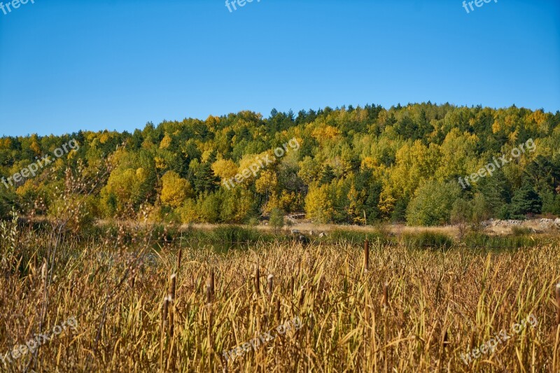 Autumn Forest Yellow Nature Beautiful