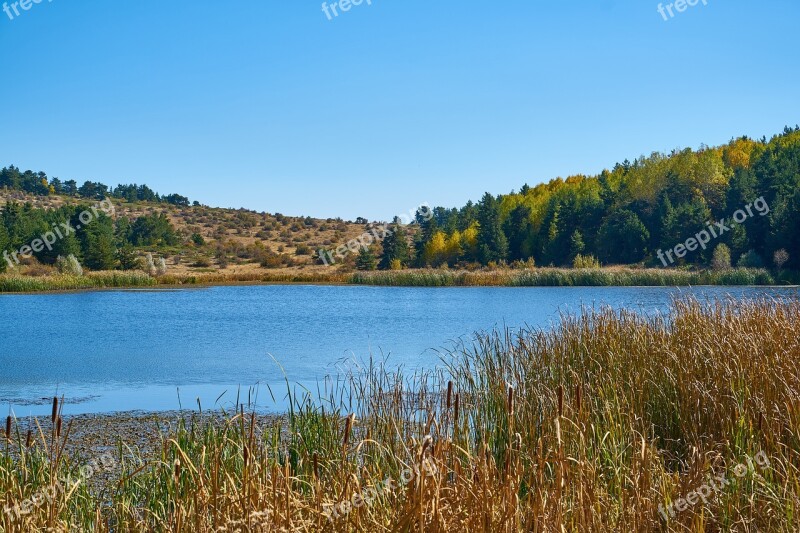 Autumn Forest Yellow Nature Beautiful