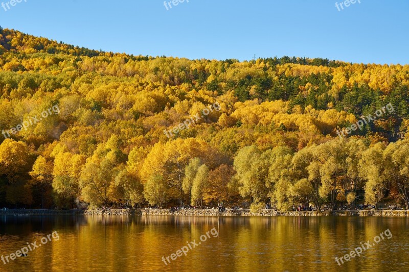 Autumn Forest Yellow Nature Beautiful