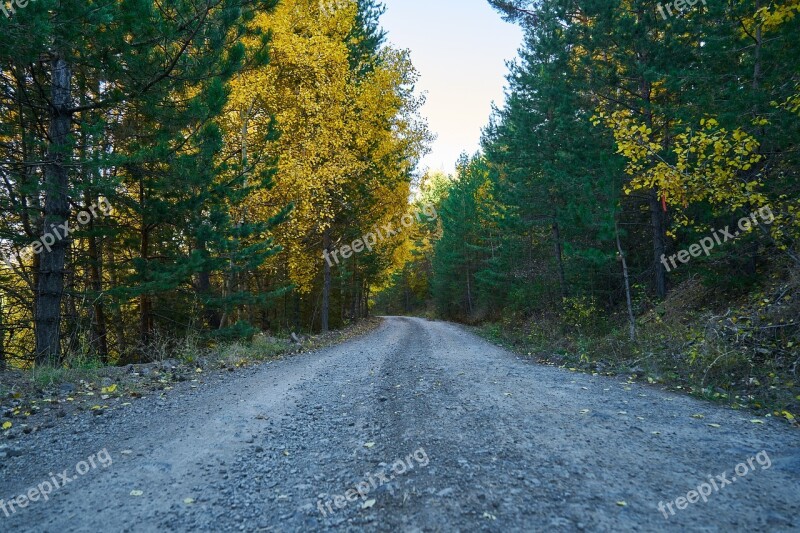 Autumn Forest Yellow Nature Beautiful