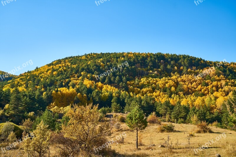 Autumn Forest Yellow Nature Beautiful